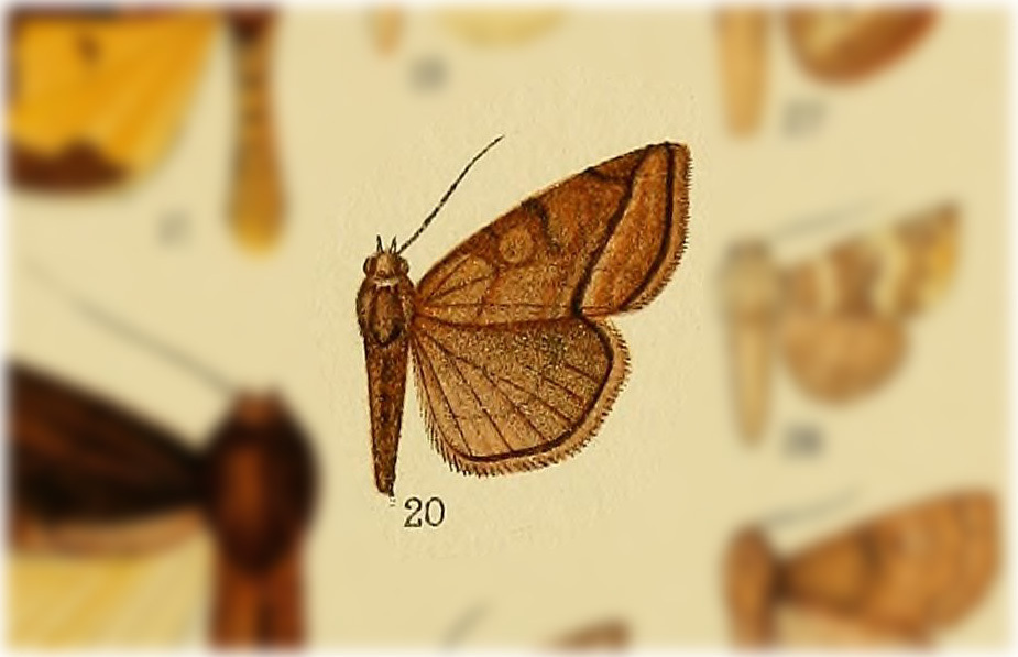 Plagiomimicus AZ