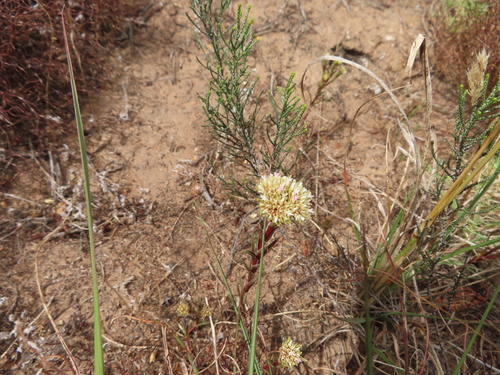 Crassula subulata