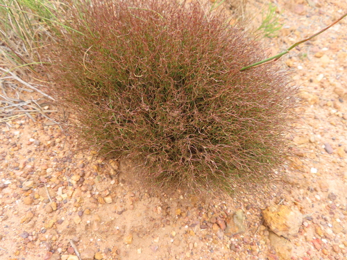 Wire Capereed (Restio harveyi)