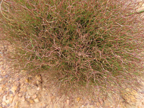 Image of Restio harveyi by (c) linkie, some rights reserved (CC BY)