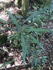 Faurea macnaughtonii