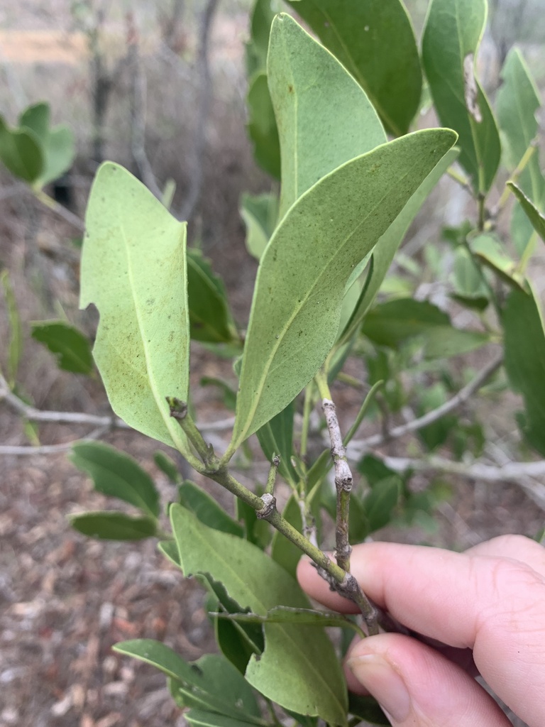 Psydrax longipes