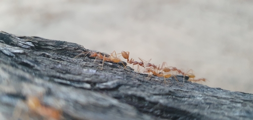 African Weaver Ant