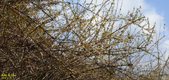 Forsythia koreana