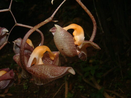 Gongora amparoana