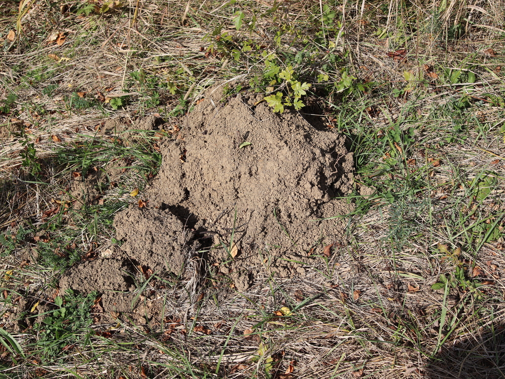 Caucasian Mole from Khashuri Municipality, Georgia on September 23 ...