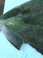 Tituria planata
