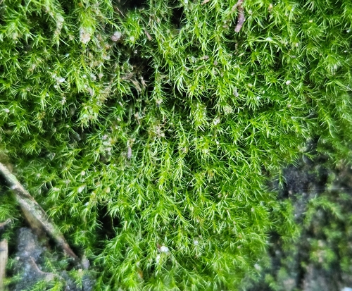Image of Rhynchostegiella tenella by (c) Helen Waterman, some rights reserved (CC BY)