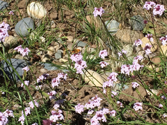 Glandularia lilacina