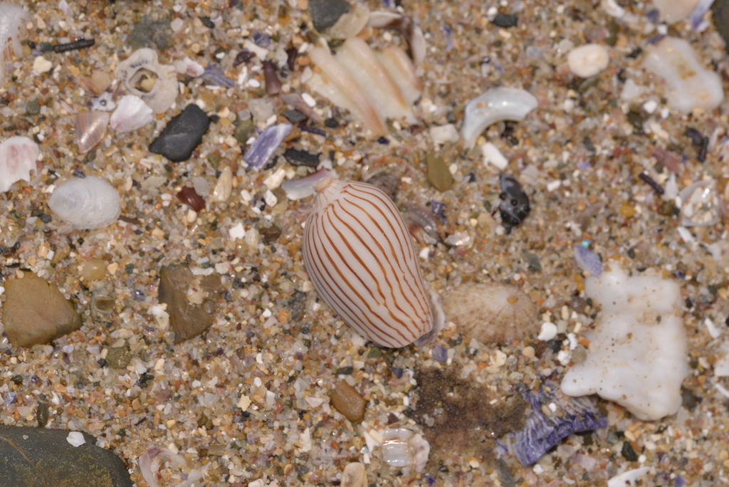 Zebra Volute from Arrawarra NSW 2456, Australia on November 24, 2023 at ...