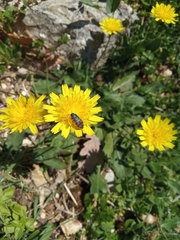 Acmaeodera ottomana