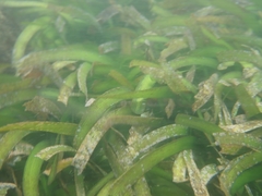 Thalassia hemprichii