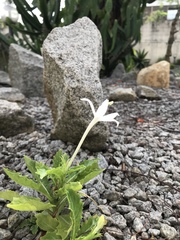 Hippobroma longiflora