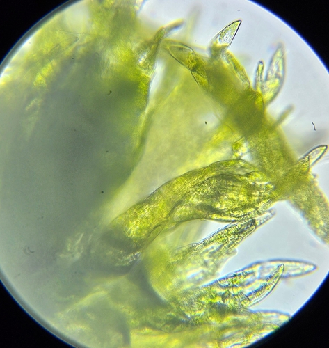 Image of Pohlia annotina by (c) Helen Waterman, some rights reserved (CC BY)