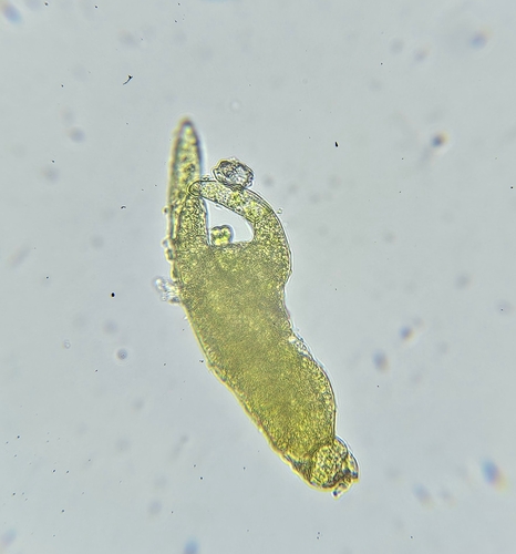 Image of Pohlia annotina by (c) Helen Waterman, some rights reserved (CC BY)