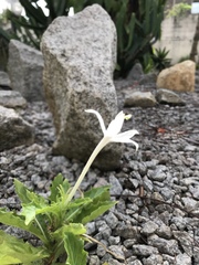 Hippobroma longiflora