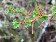 Ribes formosanum