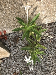 Hippobroma longiflora