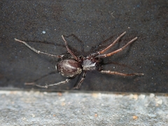 Corinnoidea