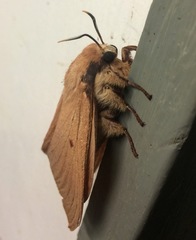 Entometa chlorosacca