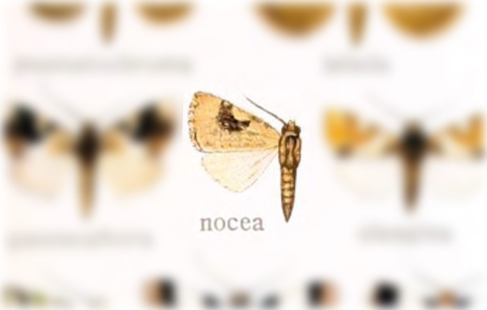 Emarginea nocea