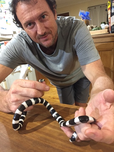 Eastern Bandy Bandy sighting