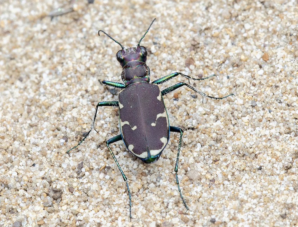 Appalachian Tiger Beetle from Randolph County, WV, USA on June 21, 2020 ...