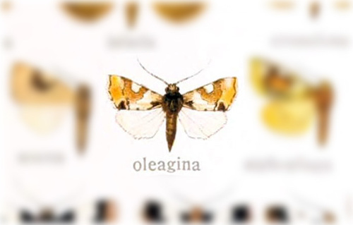 Emarginea oleagina