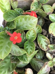Episcia