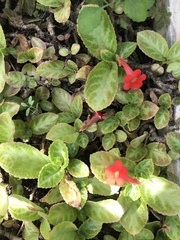 Episcia