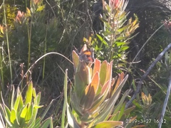 Capys alphaeus alphaeus