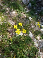 Bunias erucago