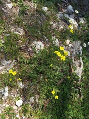 Bunias erucago