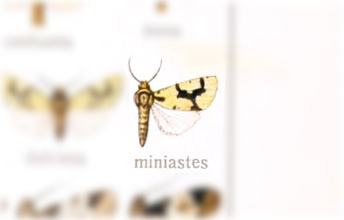 Emarginea minastes