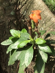 Crossandra infundibuliformis