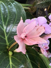 Medinilla magnifica