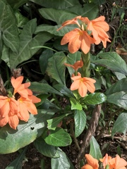 Crossandra infundibuliformis
