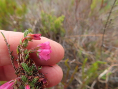 Elim Heath (Erica elimensis)