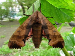 Marumba gaschkewitschii