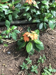 Crossandra infundibuliformis