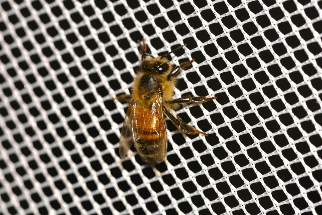 Western Honey Bee from Belbowrie Road on November 24, 2023 at 05:33 AM ...