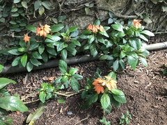 Crossandra infundibuliformis