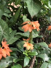 Crossandra infundibuliformis