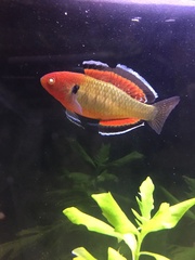Carp Gudgeon photo 2