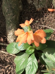 Crossandra infundibuliformis