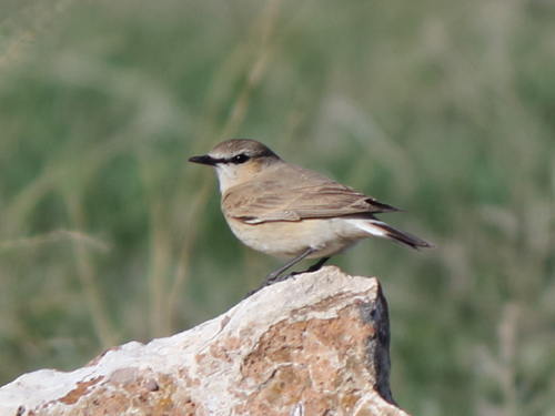Isabelline Wheatear (Oenanthe isabellina), photo 6
