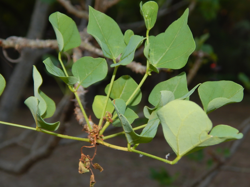 Common Coral Tree (Magnoliopsida (Dicots) of the Mfolozi River ...