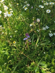 Bellevalia dubia boissieri