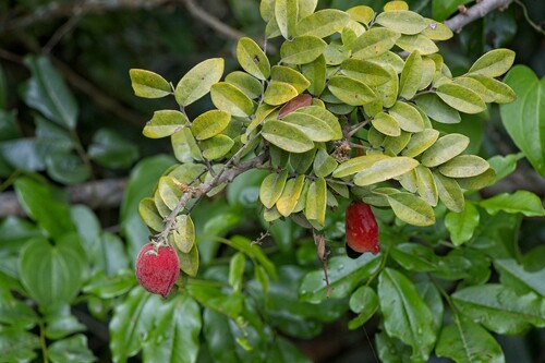 Cnestis polyphylla Lam.