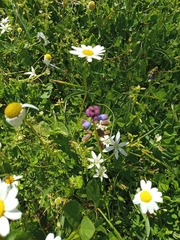 Bellevalia dubia boissieri
